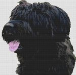 (image for) Black Briard